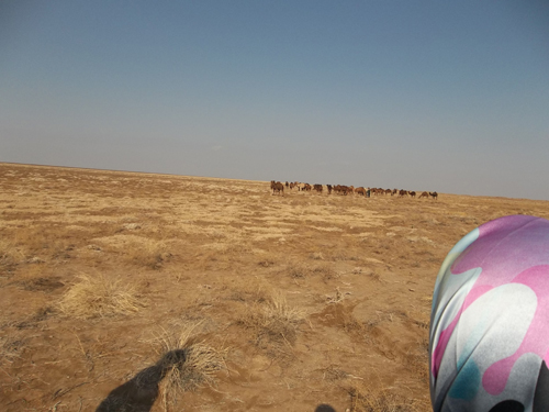 Kobra schaut ihm nach