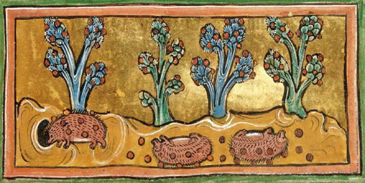a Bestiary, England 13th century (British Library, Royal 12 F XIII, fol. 45r) hibernating hedgehogs