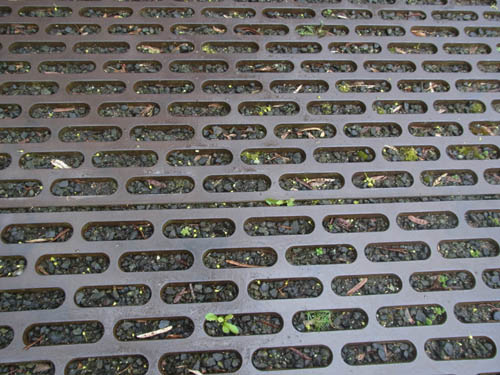 pomnikiGrunewaldPoziom (13)