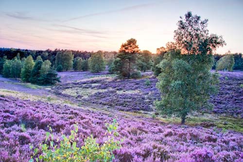 2. Pustac Luneburska