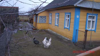 ostrow (6)