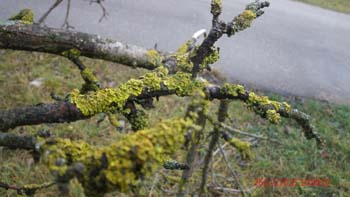 ostrow (8)